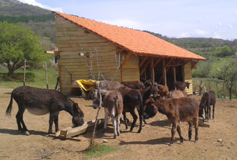 Нашата ферма магарета
